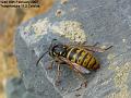 2007-0216wasp